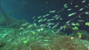 1360_fresh water fish swimming in cenote Yucatan Mexico