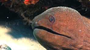 0143_Giant moray eel super close up