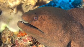 0144_Giant Moray eel profile