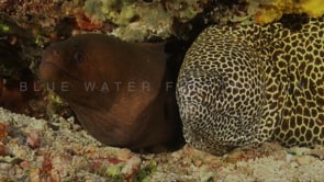 0145_Giant moray and honeycomb moray eel