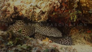 0146_Honeycomb moray eel in overhang