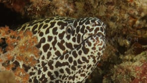 0147_Honeycomb moray eel teeth