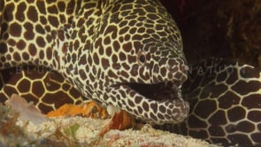 0148_Honeycomb moray eel close up