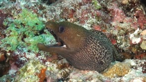 0149_Dwarf moray eel close up