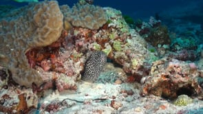 0151_Honeycomb moray eel on coral reef