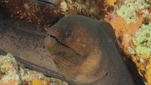 0152_Giant Moray eel close up showing teeth