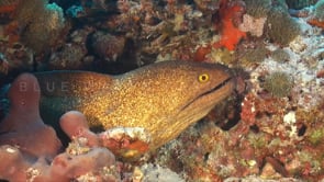 0153_Moray eel on coral reef