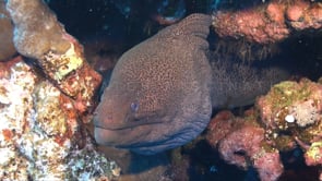 0154_Giant Moray eel head super close up