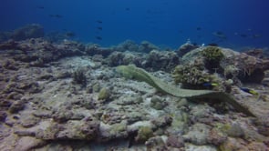 0155_Honeycomb moray eel swimming over coral reef