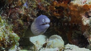 0156_White-eyed moray eel close up
