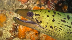 0219_Yellow Moray eel super close up