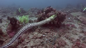 0836_free swimming moray eel