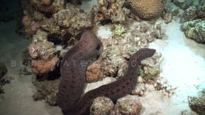 0987_giant moray eel free swimming