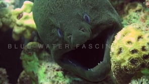 1502_cleaner fish cleaning moray eel super close up