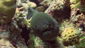 1503_Moray eel getting cleaned by cleaner fish