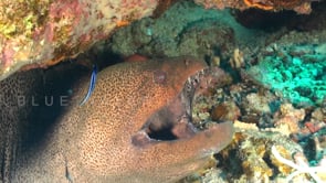 1504_Giant moray eel red sea