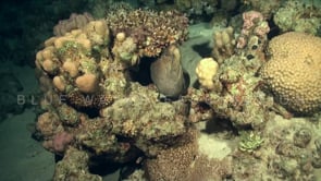 1538_giant moray eel at night red sea