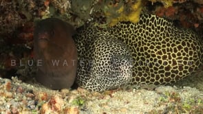 1583_Giant moray eel and honeycomb moray eel