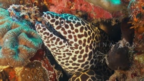 1585_Honeycomb moray eel super close up