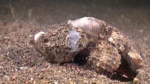 0123_Humpback scorpionfish close up