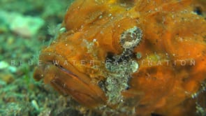 0129_Orange humpback scorpionfish super close up