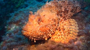 0916_Scorpionfish in the mediterranean