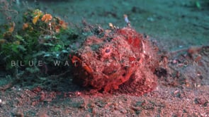 1149_Red humpback scorpionfish close up