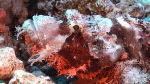 1545_Scorpionfish close up on coral reef