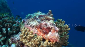 1554_Scorpionfish close up on coral reef