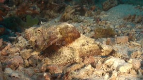 1570_Humpback scorpionfish walking over reef