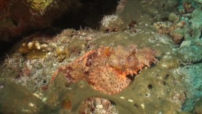 1884_Scorpionfish swimming over reef