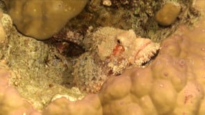 1885_Scorpionfish close up on coral reef
