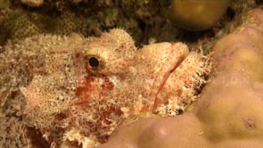 1886_Scorpionfish super close up