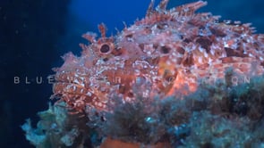 2106_Mediterranean scorpionfish close up