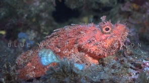 2107_Mediterranean scorpionfish open mouth