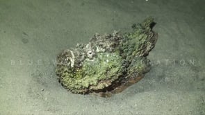 0981_Stonefish in the Red Sea