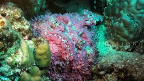 1230_Pink stonefish on coral reef