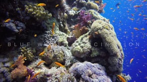 0988_Stonefish on coral reef in the Red Sea