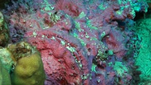 1231_Pink stonefish super close up