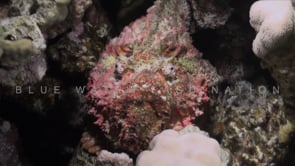1866_Stonefish walking over coral reef