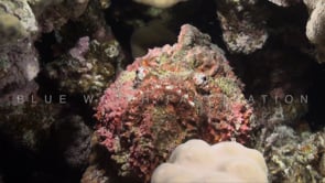 1867_Stonefish sitting on coral reef
