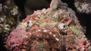 1868_Stonefish super close up