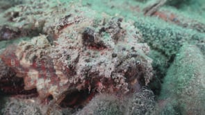 1143_Spiny devilfish with red fin close up