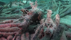1145_Two spiny devilfish close up