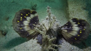 1147_Spiny devilfish showing fins