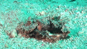 1459_Spiny devilfish walking over sand