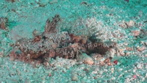 1460_Spiny devilfish digging into sand