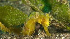 0833_yellow thorny Seahorse close up