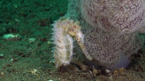 1084_white thorny seahorse close up zoom out