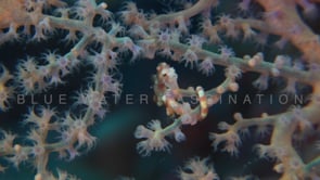 1983_pygmy seahorse Denise inside purple sea fan
